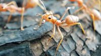 Kroto anak semut angkrang